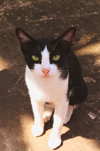 Close-up portrait of cat sitting outdoors