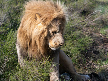 Lioness sitting on field