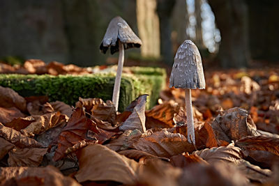 Close-up of mushroom growing on field during autumn