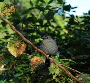 Bird perching on a branch