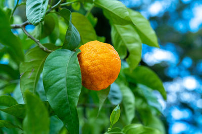 Close-up of orange fruits on tree