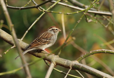 Close-up of bird perching on tree