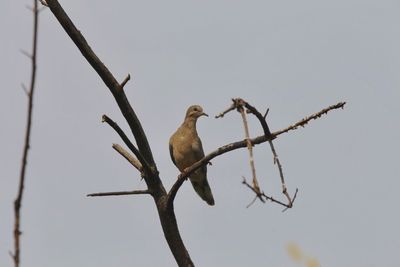 Low angle view of bird perching on tree against clear sky