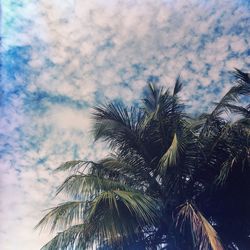 Low angle view of palm trees against cloudy sky