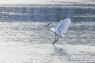 View of seagull flying over sea