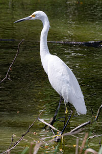 White heron in lake