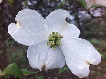 Close-up of white flowers blooming outdoors