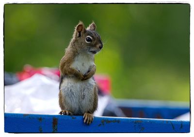 Close-up of squirrel