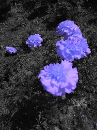 High angle view of purple flowers blooming in field