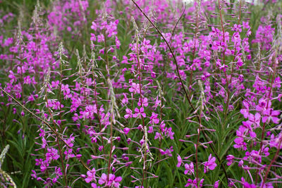 Beautiful violet pink blossoming fireweed flowers during sunny summer day. summer background.