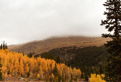 View of trees in the forest