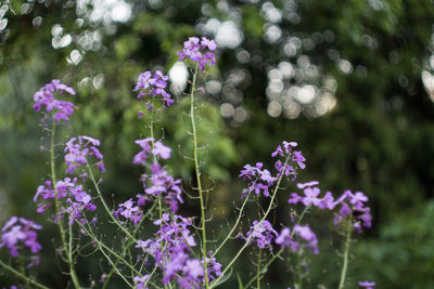 Close-up of purple flowers blooming outdoors