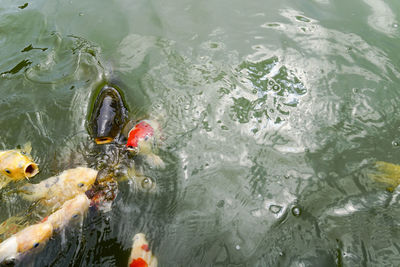 High angle view of koi carps swimming in lake