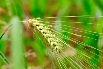 Close-up of oat plant at farm