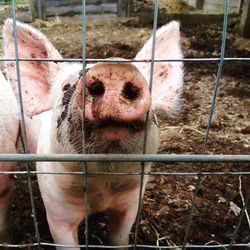 Close-up of pig in farm