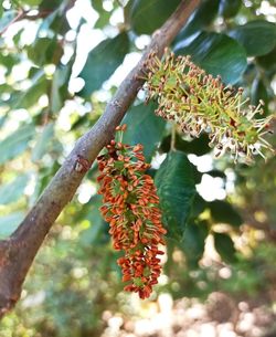 Close-up of red flowering plant