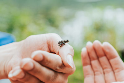 Close-up of hand holding small frog