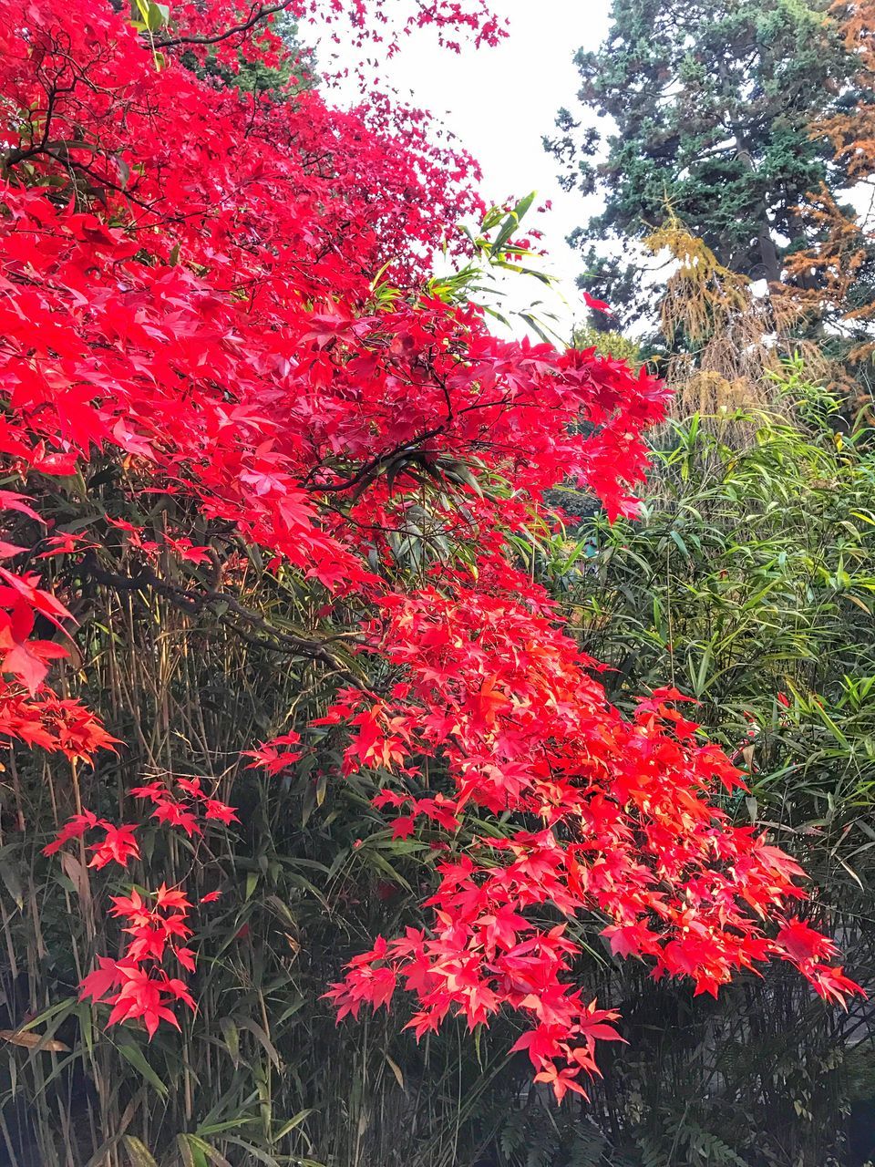 FULL FRAME SHOT OF RED FLOWERS