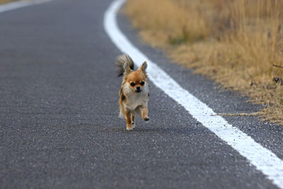 Dog running on road