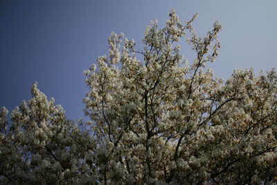 Low angle view of blooming tree against sky