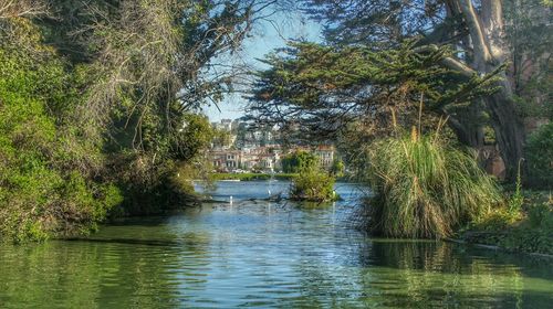 River with trees in background