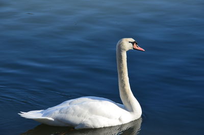 Close-up of swan swimming on lake