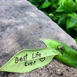 High angle view of insect on leaf