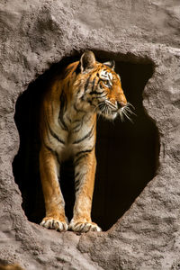 Cat on rock