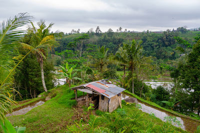 World famous rice fields in north bali