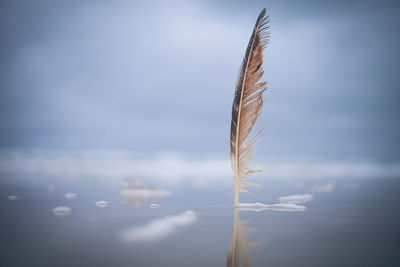 Close-up of feather against sky