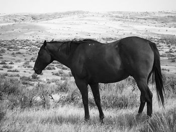 Horse standing in a field