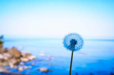 Close-up of dandelion against sea against clear sky