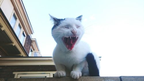 Low angle view of cat looking away