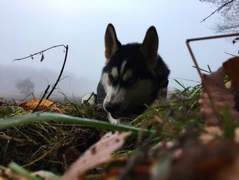 View of a dog on field