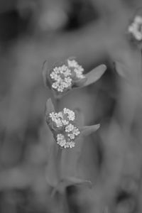 Close-up of white flowers