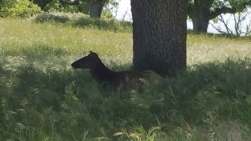 Horse in a field