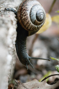 Close-up macro of snail