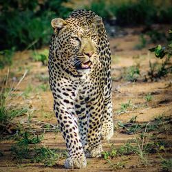 Leopard walking on field