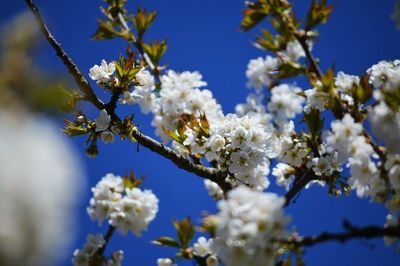 Low angle view of cherry blossoms