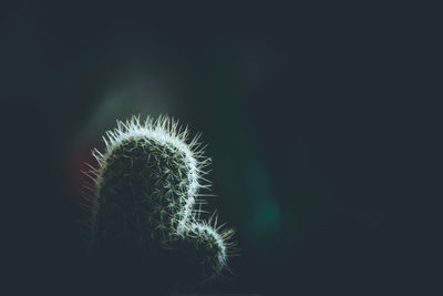 Close-up of cactus