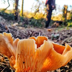 Close-up of mushrooms growing on plant