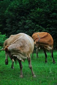 Horses grazing in a field