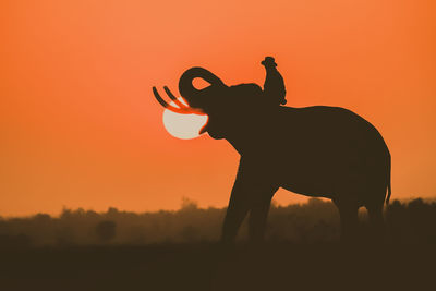 Silhouette of elephant on field against orange sky