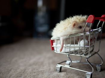 Close-up of a rabbit on the floor