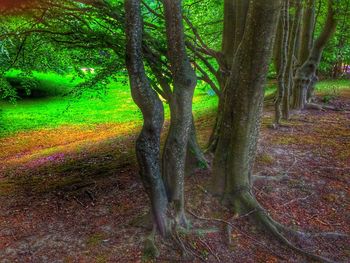 Trees in forest