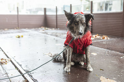 Young static dog sitting on the street in red rain coat jacket. photo taken on a rainy day.