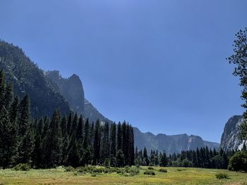 Scenic view of field against clear blue sky