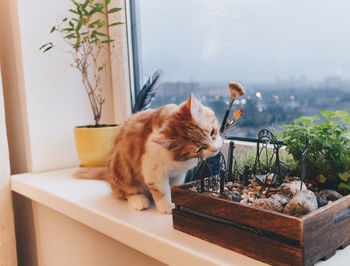 Cat sitting on potted plant