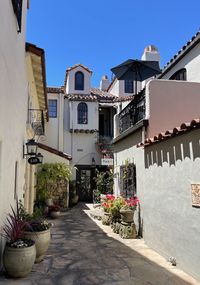 Potted plants on alley amidst buildings in city