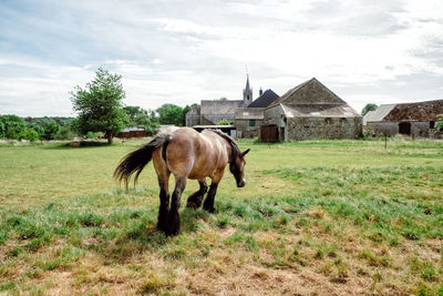 Horse standing in a field